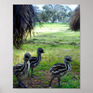 "Feathers of the Future: Three Baby Emu Chicks" Poster