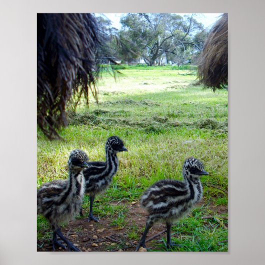 "Feathers of the Future: Three Baby Emu Chicks" Poster (Vorne)
