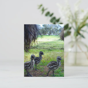 "Feathers of the Future: Three Baby Emu Chicks" Postkarte