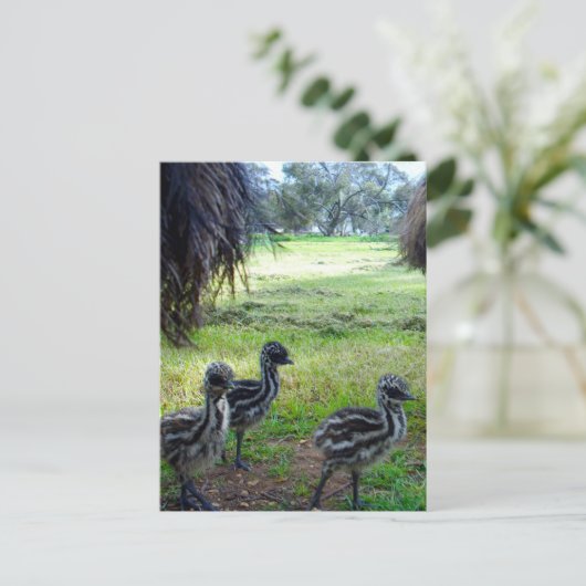 "Feathers of the Future: Three Baby Emu Chicks" Postkarte (Stehend Vorderseite)