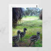 "Feathers of the Future: Three Baby Emu Chicks" Postkarte (Vorne/Hinten)
