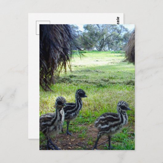"Feathers of the Future: Three Baby Emu Chicks" Postkarte (Vorne/Hinten)
