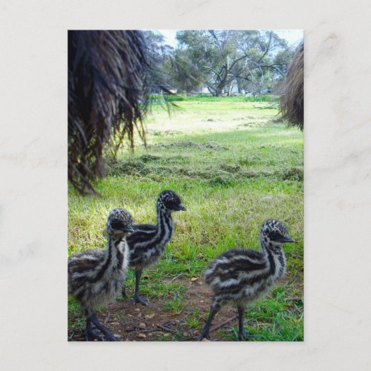 "Feathers of the Future: Three Baby Emu Chicks" Postkarte (Vorderseite)