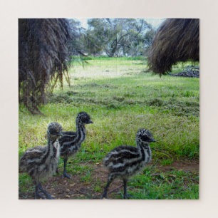 "Feathers of the Future: Three Baby Emu Chicks" Puzzle
