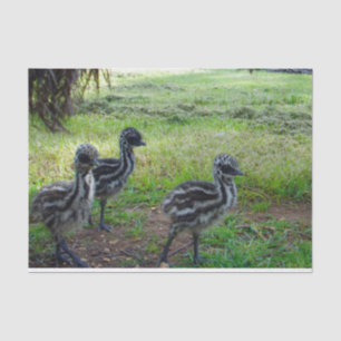 "Feathers of the Future: Three Baby Emu Chicks" Seidenpapier