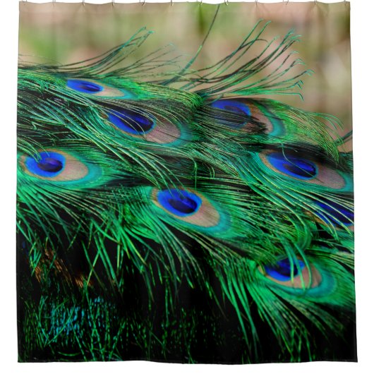 Feathers Peacock Feathers Duschvorhang (Vorderseite)