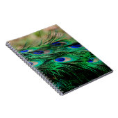 Feathers Peacock Feathers Notizblock (Rechte Seite)