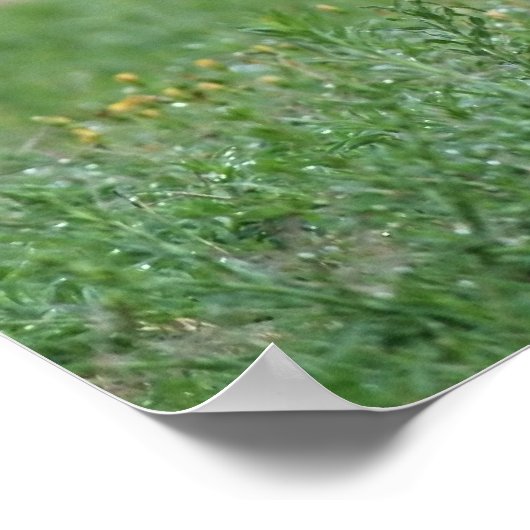 Feathers Poster (Ecke)