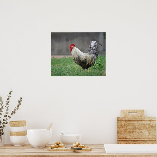 Feathers Poster (Küche)