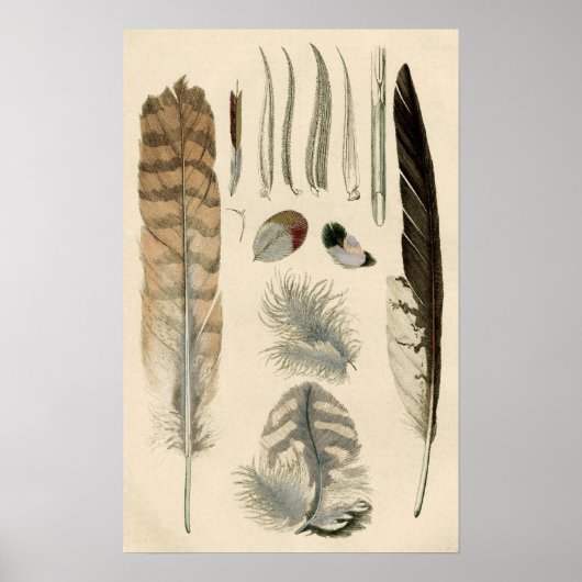 Feathers Poster (Vorne)