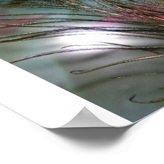 Feathers Poster (Ecke)