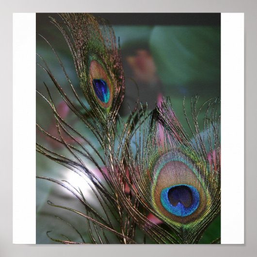 Feathers Poster (Vorne)