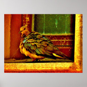Feathery Dove Poster