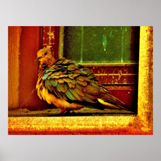 Feathery Dove Poster (Vorne)