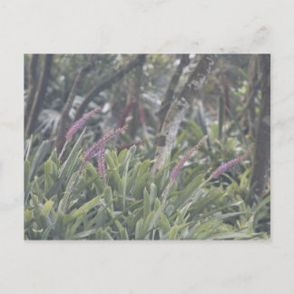 Feathery Purple Flowers Postkarte