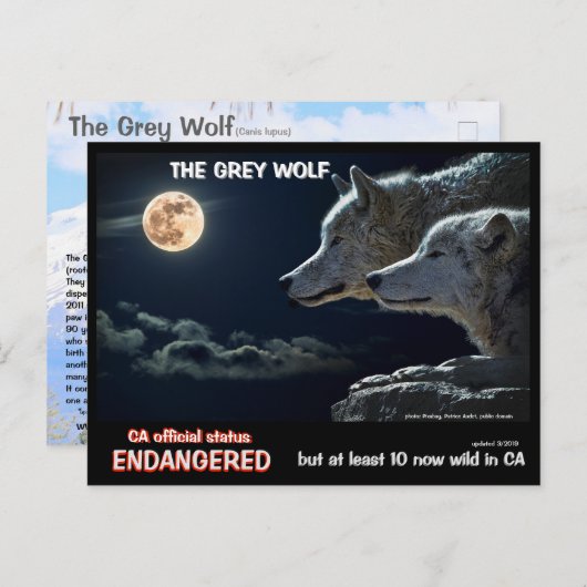 Feb25k-Der graue Wolf ist in Kalifornien gefährdet Postkarte (Vorne/Hinten)