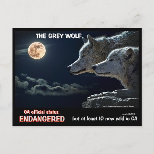 Feb25k-Der graue Wolf ist in Kalifornien gefährdet Postkarte (Vorderseite)