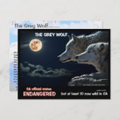 Feb25m-Der graue Wolf ist in Kalifornien gefährdet Postkarte (Vorne/Hinten)