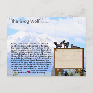 Feb25m-Der graue Wolf ist in Kalifornien gefährdet Postkarte