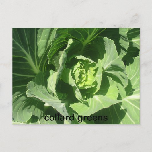 feb 28 193, Collard-Grüntöne Postkarte (Vorderseite)