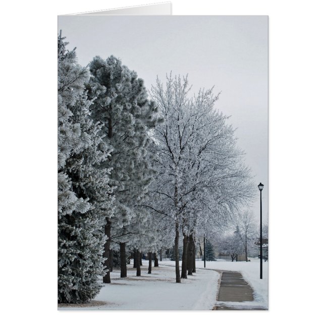 Februar 2012 Hoar Frost Grand Forks, North Dakota (Vorne)