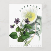 Februar Blume Primrose und Violet Postkarte (Vorderseite)
