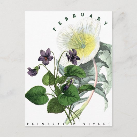 Februar Blume Primrose und Violet Postkarte (Vorderseite)