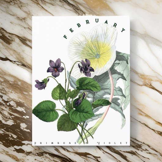 Februar Blume Primrose und Violet Postkarte