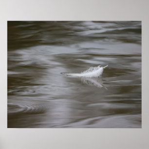 Feder auf dem Wasser Poster
