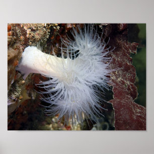 Federanemone (Metridium farcimen) - Fine Art Poster