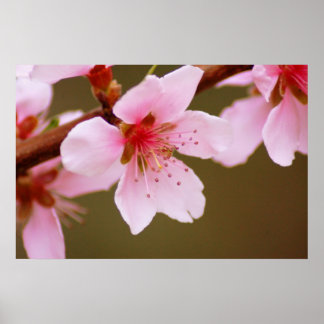 Federdruckzeichen Poster