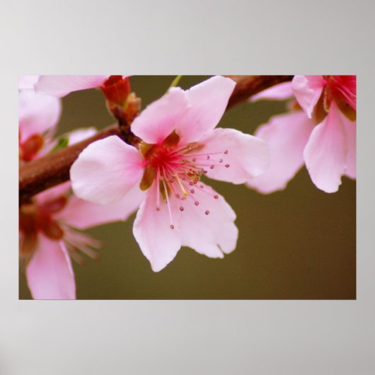 Federdruckzeichen Poster (Vorne)