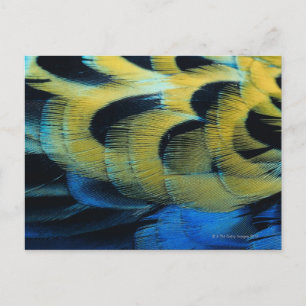 Federfläche 4 postkarte