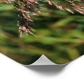 Federgetrocknete Gräser Nah Poster (Ecke)