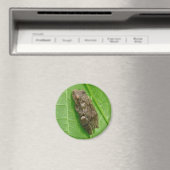 Federhalter (Pseudacris-Kreuzleger) Treefrog-Eleme Magnet (In Situ (Geschirrspüler))