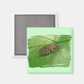Federhalter (Pseudacris-Kreuzleger) Treefrog-Eleme Magnet (Vorderseite/Rückseite)
