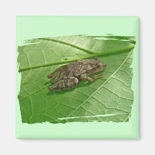 Federhalter (Pseudacris-Kreuzleger) Treefrog-Eleme Magnet (Vorne)