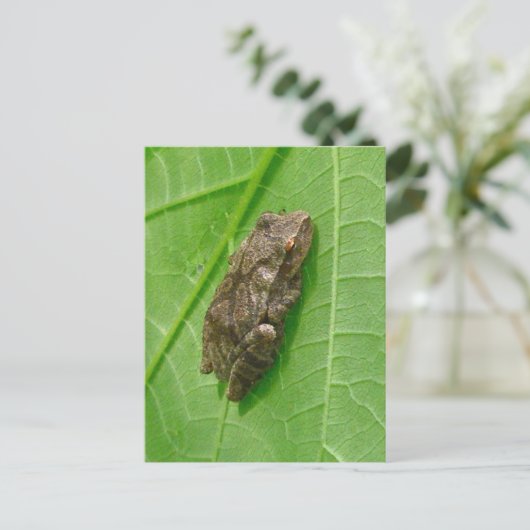 Federhalter (Pseudacris-Kreuzleger) Treefrog-Eleme Postkarte (Stehend Vorderseite)