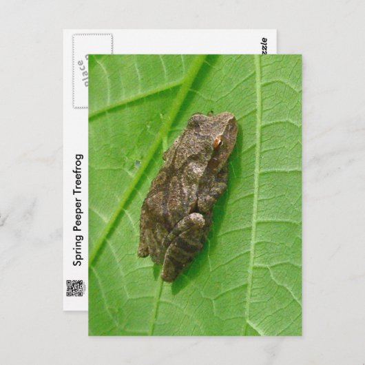 Federhalter (Pseudacris-Kreuzleger) Treefrog-Eleme Postkarte (Vorne/Hinten)