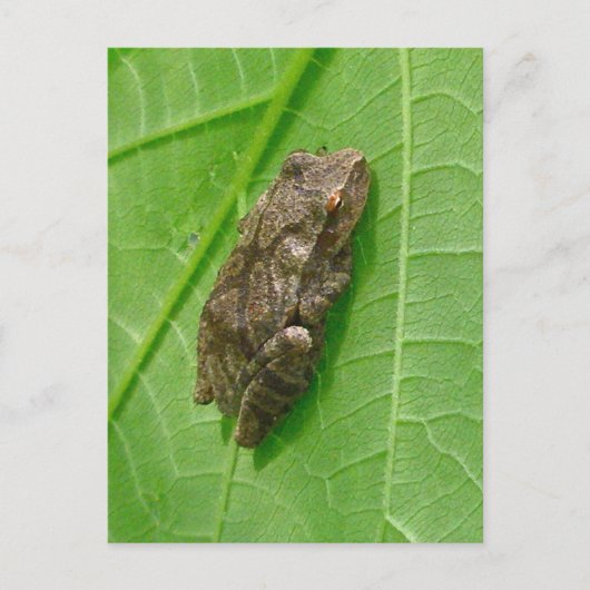 Federhalter (Pseudacris-Kreuzleger) Treefrog-Eleme Postkarte (Vorderseite)