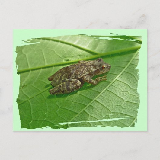 Federhalter (Pseudacris-Kreuzleger) Treefrog-Eleme Postkarte (Vorderseite)