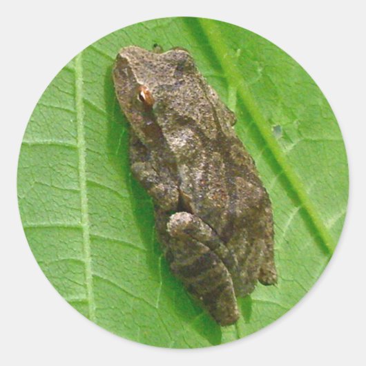Federhalter (Pseudacris-Kreuzleger) Treefrog-Eleme Runder Aufkleber (Vorderseite)
