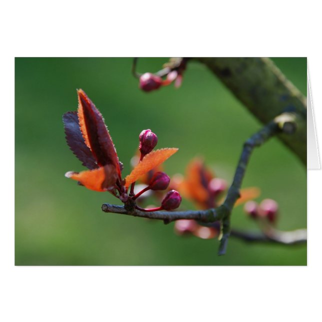 Federkarte (Vorderseite (Horizontal))