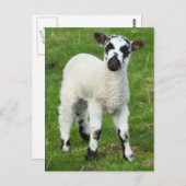 Federlamm Postkarte (Vorne/Hinten)