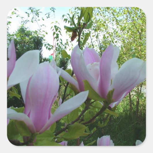 Federlicht lila magnolische Blume Quadratischer Aufkleber (Vorderseite)