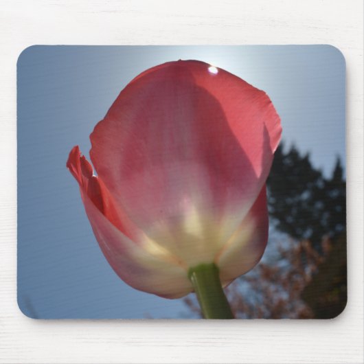 Federpink Tulpe Blume Foto Art Mousepad (Vorne)