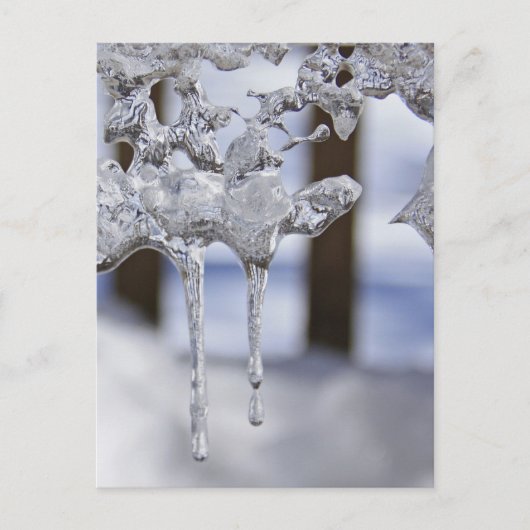 Federringe Postkarte (Vorderseite)