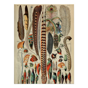 Federvogel-Wildlife-Antike-Federn Poster