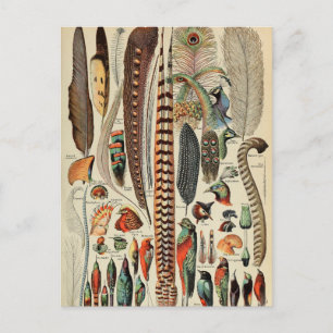 Federvogel-Wildlife-Antike-Federn Postkarte