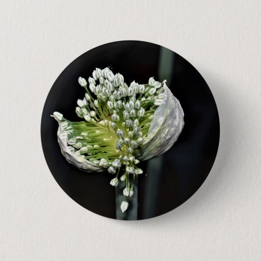 Federzwiebel Button (Vorderseite)